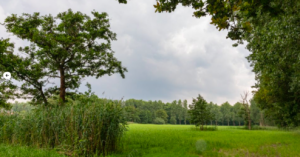 Kuuk-bos